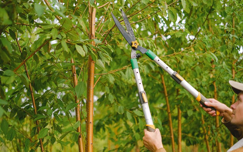 Tree trimming in Farmersville, CA